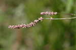 Bristled knotweed